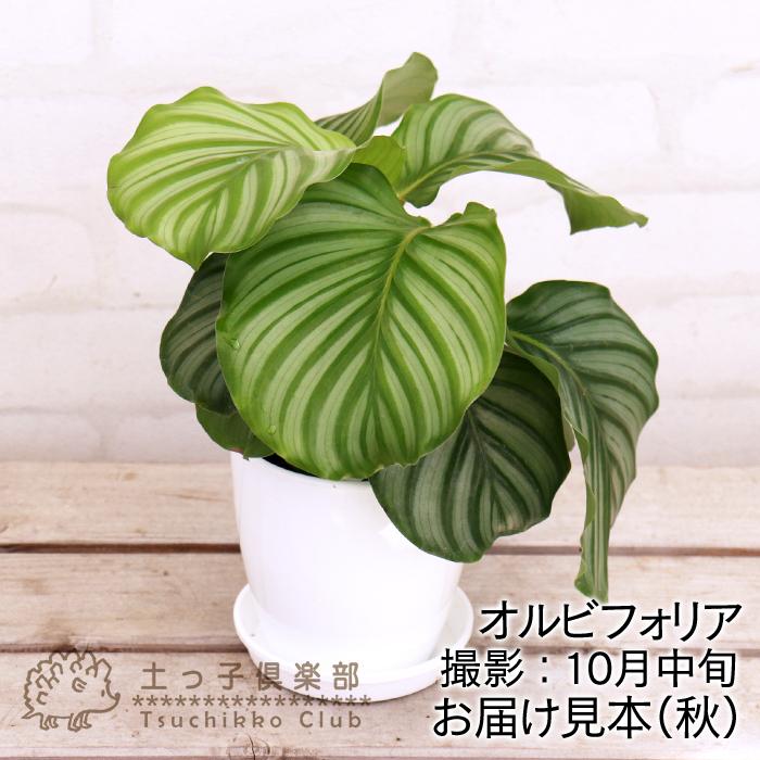 観葉植物 カラーリーフ 『 カラテア 』 12cm鉢植え 【選べる5品種