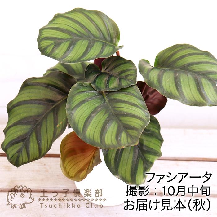 観葉植物 カラーリーフ 『 カラテア 』 12cm鉢植え 【選べる5品種】日陰で育つ 置くだけ　受け皿付き｜produce87｜05