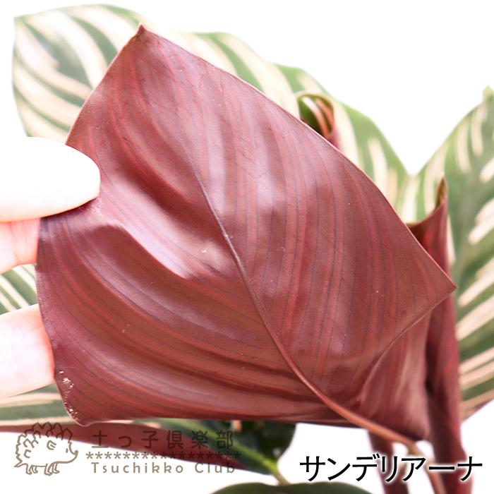 観葉植物 カラーリーフ 『 カラテア 』 12cm鉢植え 【選べる5品種