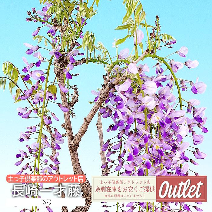 アウトレット 長崎一才藤 花ふじ 6号鉢植え（Yahoo!・花と緑の専門店 土っ子倶楽部）