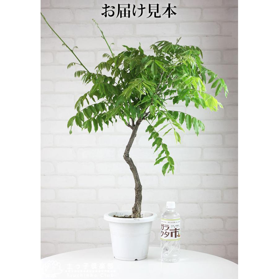 アウトレット 長崎一才藤 花ふじ 6号鉢植え : 花と緑の専門店 土っ子