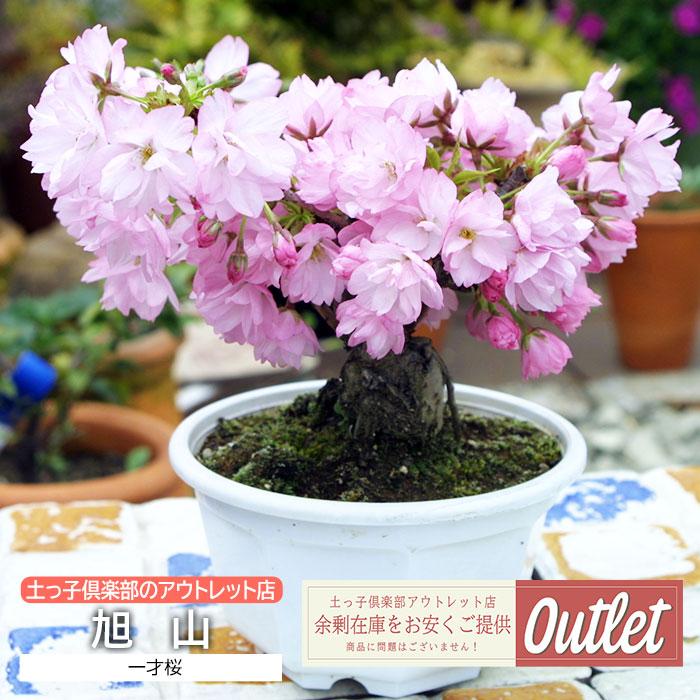 アウトレット 一才桜 旭山 あさひやま サクラ盆栽（Yahoo!・花と緑の専門店 土っ子倶楽部）