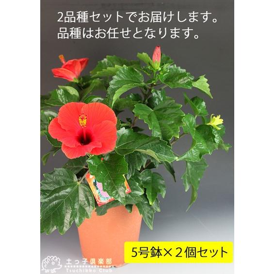 訳あり 在庫処分 ハイビスカス 新商品 新型 5号鉢 2品種セット