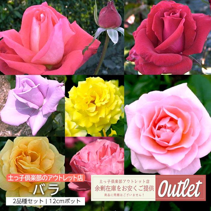 アウトレット バラ 2年生 12cmポット苗(2個セット) : 花と緑の アウトレット バラ 2年生 12cmポット苗(2個セット) : 花と緑の