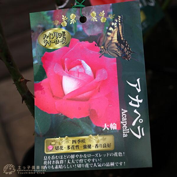 アウトレット バラ 2年生 12cmポット苗（2個セット） : 花と緑の専門店