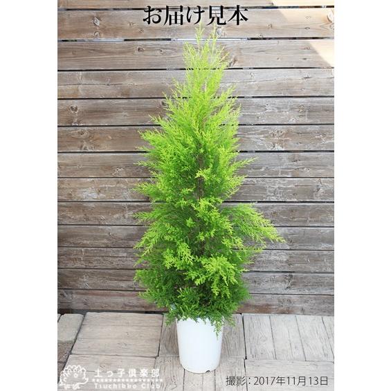 訳あり・在庫処分】ゴールドクレスト 7号鉢植え : 花と緑の専門店 土っ