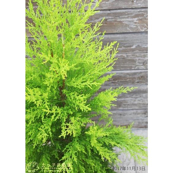 訳あり・在庫処分】ゴールドクレスト 7号鉢植え : 花と緑の専門店 土っ