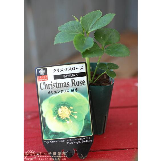 もり子「歳末セール」クリスマスローズ 苗 セット 歳末セール