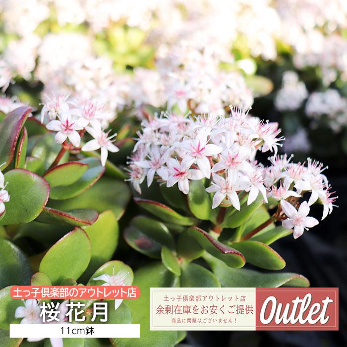 アウトレット 桜花月 11cm鉢 : 花と緑の専門店 土っ子倶楽部 アウトレット 桜花月 11cm鉢 : 花と緑の専門店 土っ子倶楽部
