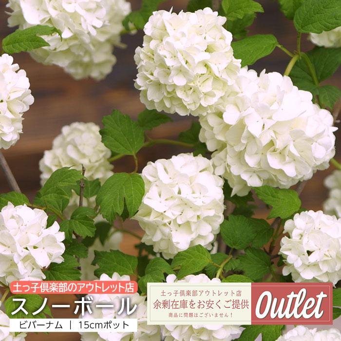 アウトレット ビバーナム スノーボール 15cmポット苗（Yahoo!・花と緑の専門店 土っ子倶楽部）