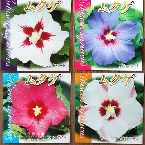 訳あり・在庫処分】ムクゲ 12cmポット苗（※2品種セット） : 花と緑の