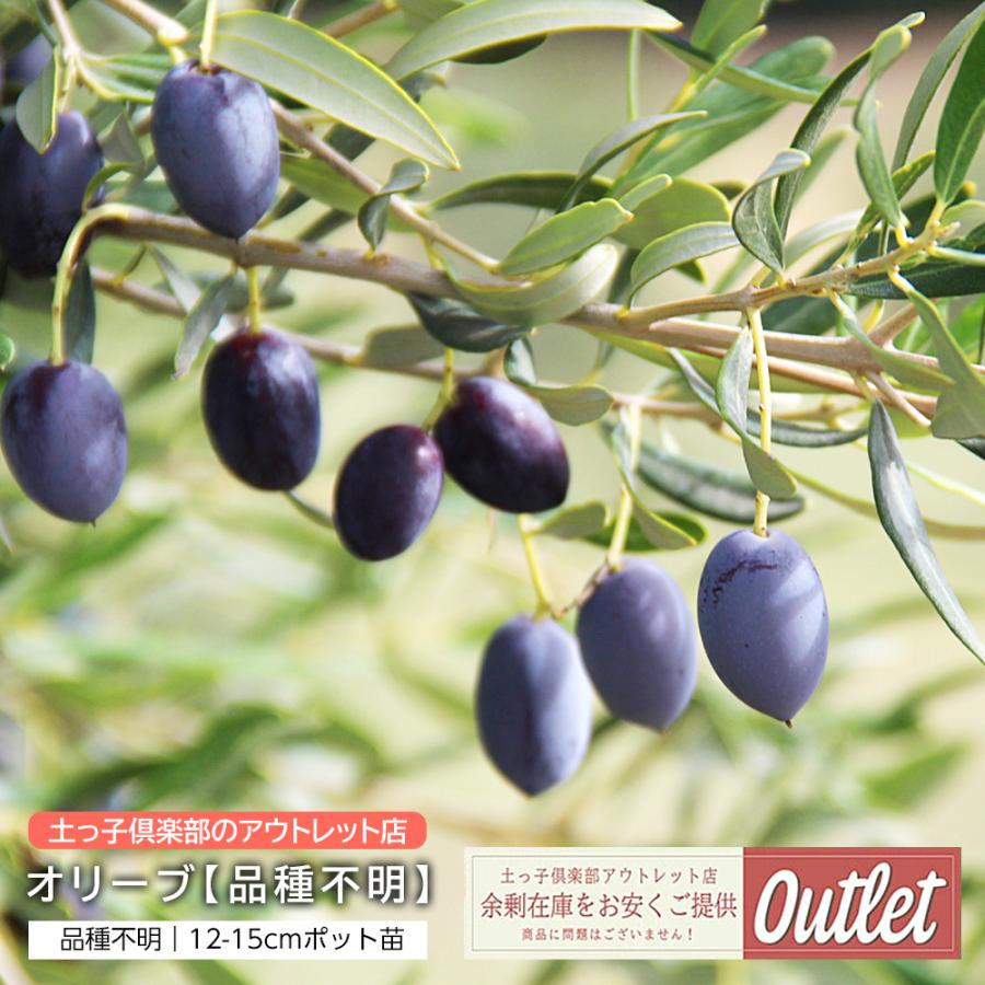 アウトレット オリーブ【品種不明】12〜15cmポット苗 ベランダ 鉢 