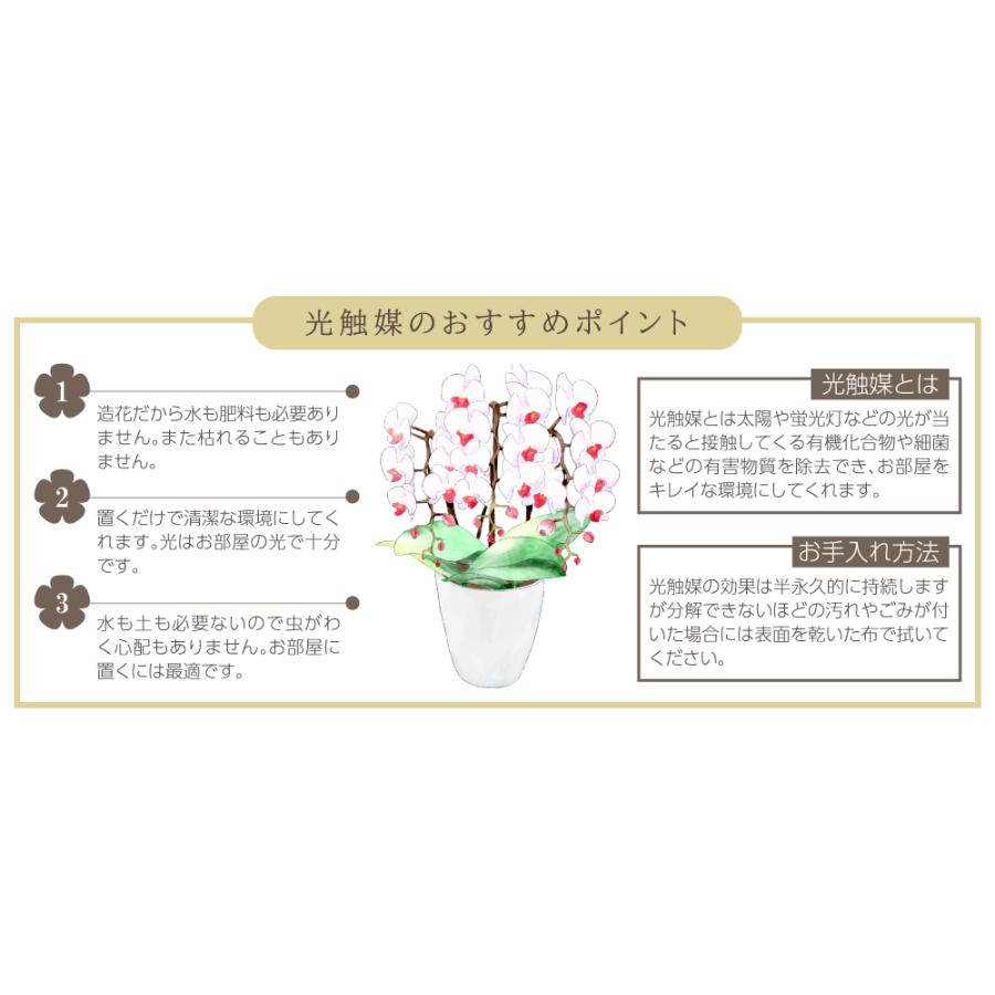 胡蝶蘭 ( 白赤 ) コチョウラン 光触媒 室内 インテリア 雑貨 置くだけ