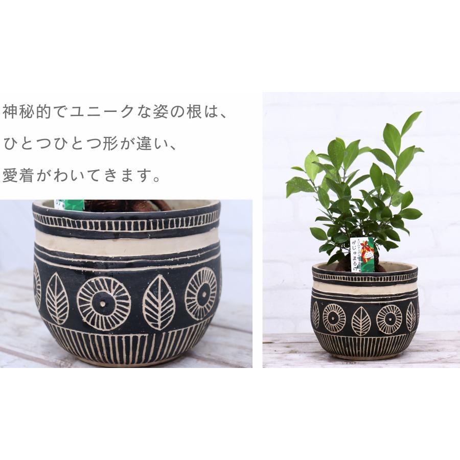 観葉植物 おしゃれ 室内 ガジュマルの木 鉢付き セメント 飾るだけ 高