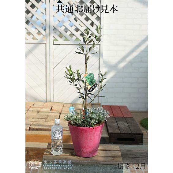 オリーブと季節の寄せ植え（ アートストーン22cm鉢植え ） : 花と緑の