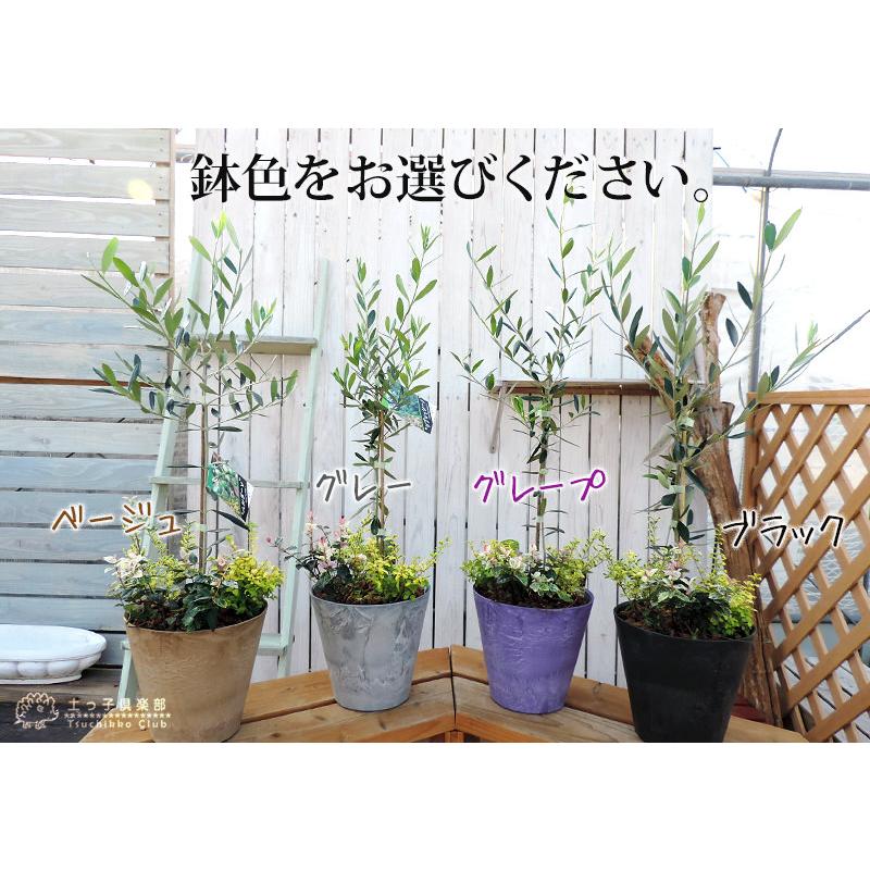 季節の寄せ植え☆〜（ゝ。∂）オリーブ　ユーカリ2鉢セット オリーブと季節の寄せ植え（ アートストーン22cm鉢植え ） : 花と緑の