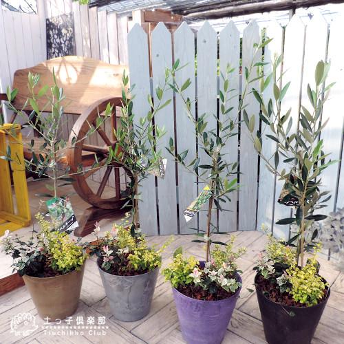 オリーブと季節の寄せ植え（ アートストーン22cm鉢植え ） : 花と緑の