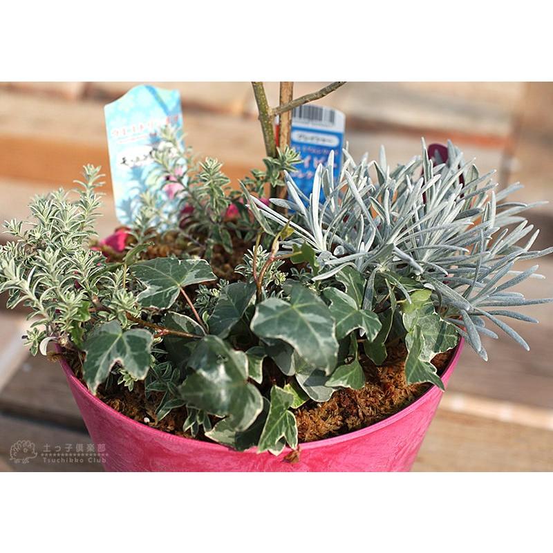 オリーブと季節の寄せ植え ( アートストーン22cm鉢植え ) :gp-010:花と緑の専門店 土っ子倶楽部 - 通販 - Yahoo!ショッピング オリーブと季節の寄せ植え ( アートストーン22cm鉢植え ) :gp-010:花と緑の専門店 土っ子倶楽部 - 通販 - Yahoo!ショッピング