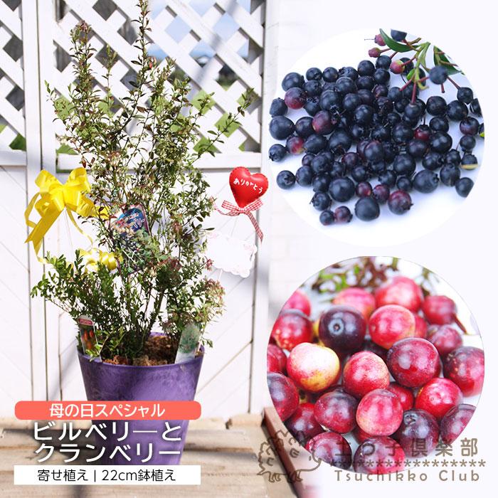 母の日 ビルベリー と クランベリー の 寄せ植え アートストーン 22cm鉢植え 【 選べる鉢色 】 ギフト 母の日ギフト 2026 フルーツ 収穫 送料無料 土っ子倶楽部（Yahoo!・花と緑の専門店 土っ子倶楽部）
