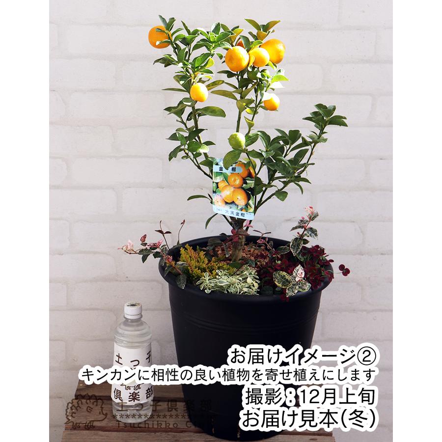 実付き!!『大実キンカンと季節の寄せ植え』30cm（10号）【 送料無料