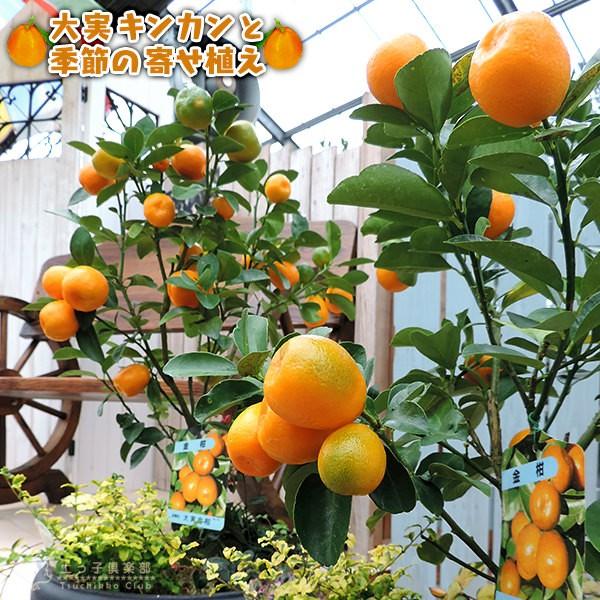 枝付きキンカンの実 5本 三重 きんかん 苗 【大実金柑 福寿 （ふくじゅ）】 2年生 接ぎ木大苗