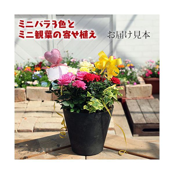 母の日 ミニバラ 3色と ミニ観葉 の 寄せ植え アートストーン 22cm