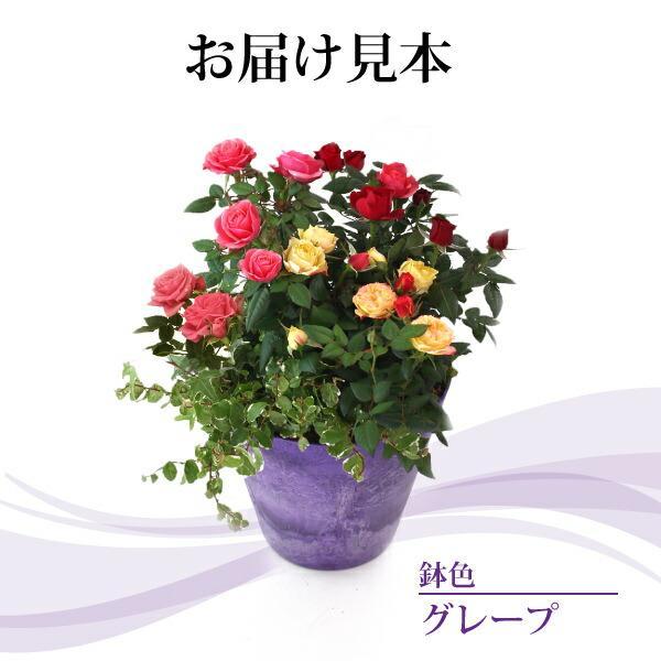 母の日 ミニバラ 3色と ミニ観葉 の 寄せ植え アートストーン 22cm