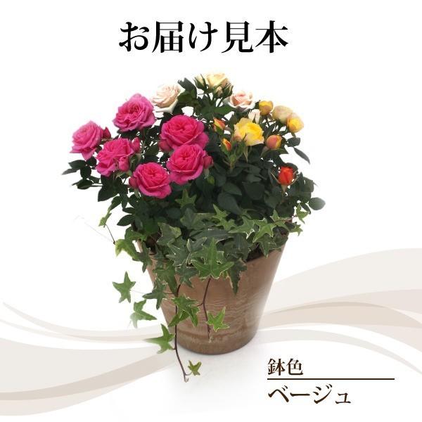 母の日寄せ植え ミニバラ３色とミニ観葉の寄せ植え 送料無料 アートストーン22cm鉢植え Gp 025 Ma 花と緑の専門店 土っ子倶楽部 通販 Yahoo ショッピング