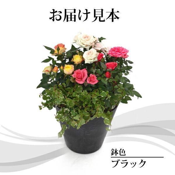 母の日 ミニバラ 3色と ミニ観葉 の 寄せ植え アートストーン 22cm