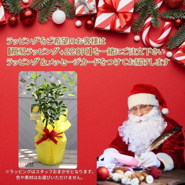 クリスマス の 寄せ植え ( ゴールドクレスト シクラメン アリッサム