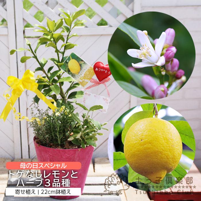 母の日 トゲなし レモン と ハーブ の 寄せ植え アートストーン 22cm鉢植え【 選べる鉢色 】ギフト 母の日ギフト 2026 ハーブ 収穫 送料無料 土っ子倶楽部（Yahoo!・花と緑の専門店 土っ子倶楽部）