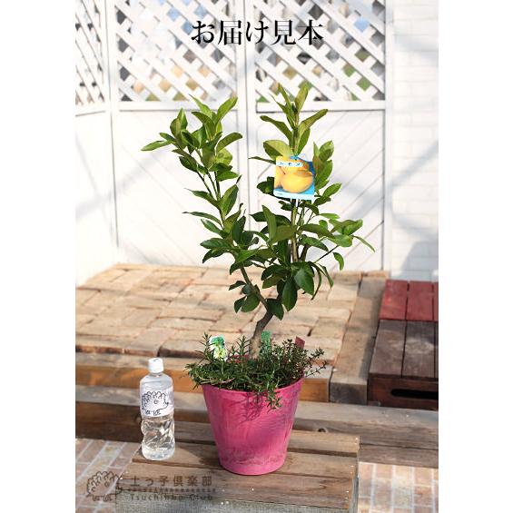 トゲなしレモンとハーブの寄せ植え （ アートストーン22cm鉢植え