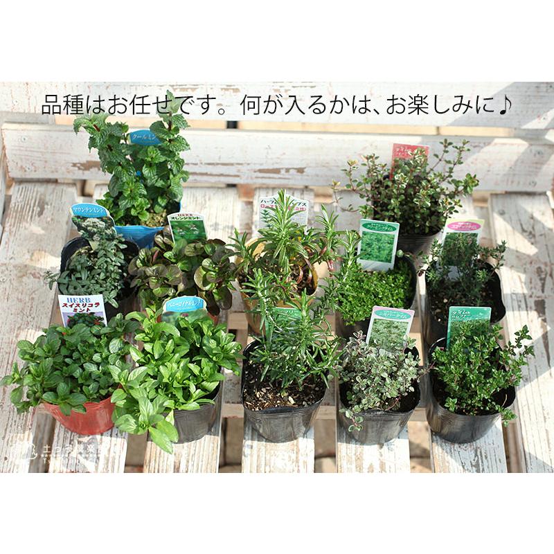 トゲなしレモンとハーブの寄せ植え （ アートストーン22cm鉢植え
