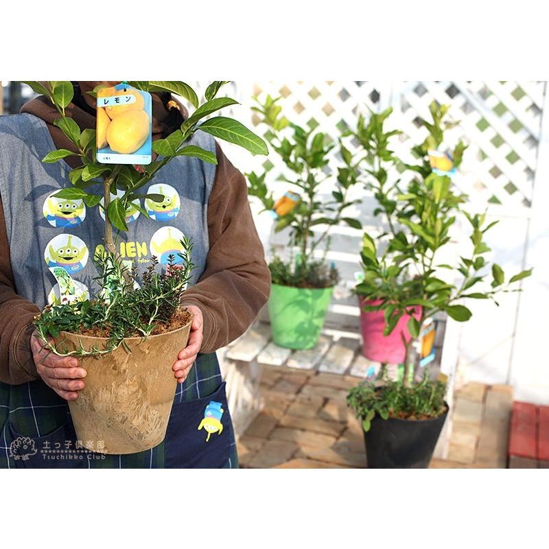 レモンの木 ハーブ トゲなしレモンとハーブの寄せ植え アートストーン22cm鉢植え Gp 028 花と緑の専門店 土っ子倶楽部 通販 Yahoo ショッピング
