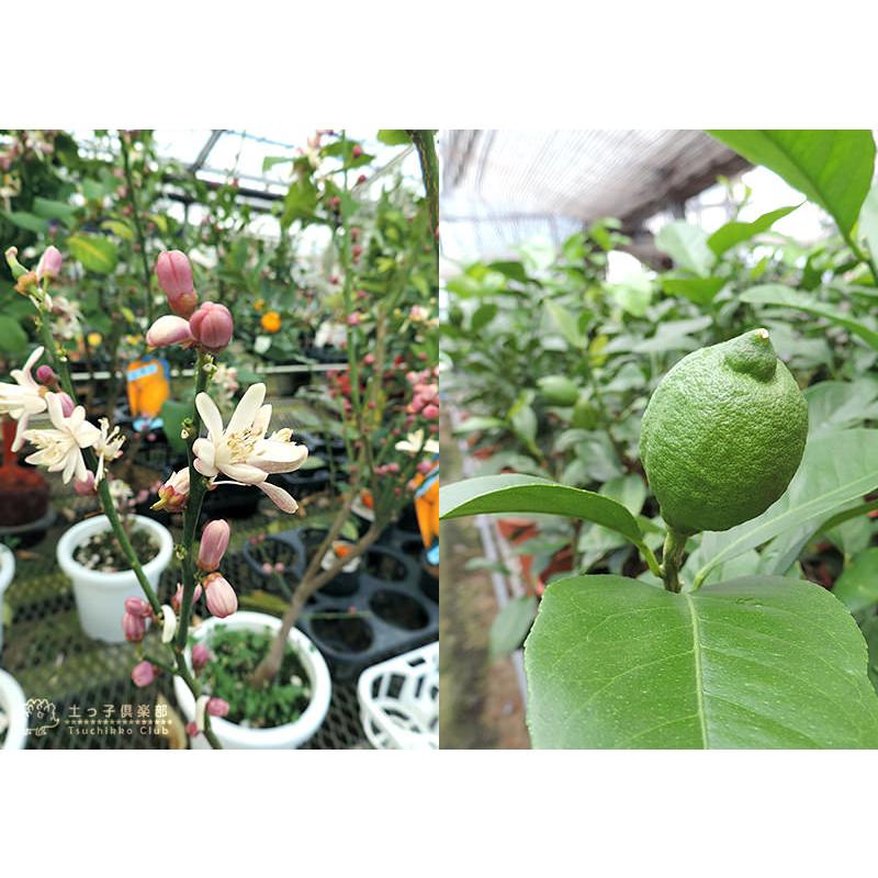 トゲなしレモンとハーブの寄せ植え （ アートストーン22cm鉢植え 