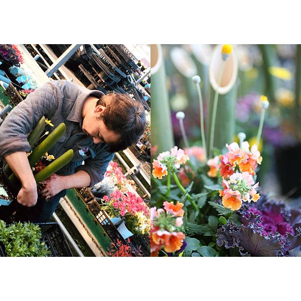 正月飾り 門松 送料無料『 お正月寄せ植え 』 単品1個 門松アレンジ