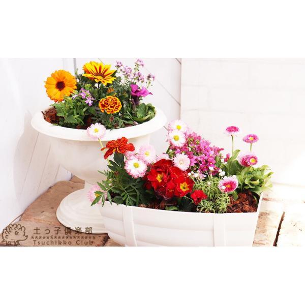 花苗と肥料と土と鉢が付いてこの価格！『 寄せ植え 栽培セット