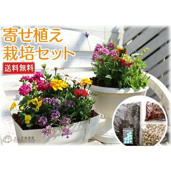 花苗と肥料と土と鉢が付いてこの価格！『 寄せ植え 栽培セット