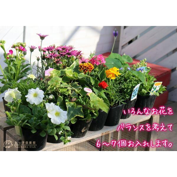 花苗と肥料と土と鉢が付いてこの価格!『 寄せ植え 栽培セット 花苗と肥料と土と鉢が付いてこの価格!『 寄せ植え 栽培セット