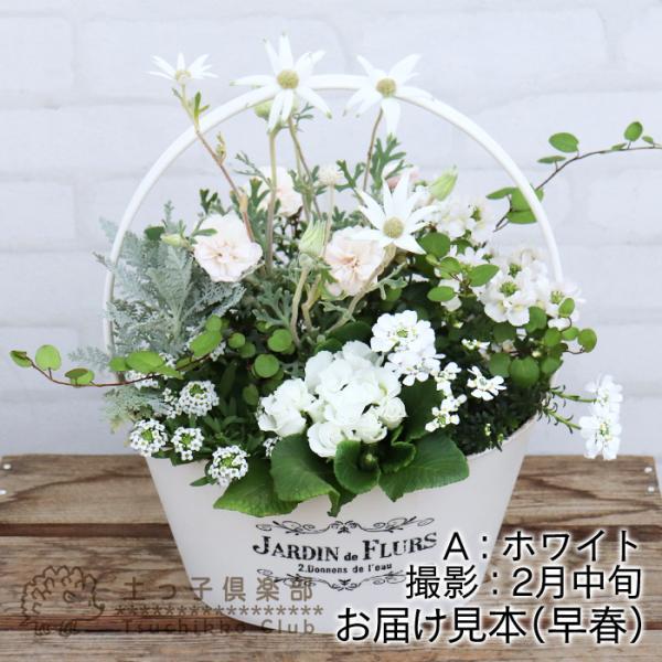 色を感じる季節の寄せ植え 〜 春 ver. 【 送料無料 】【 選べる3タイプ