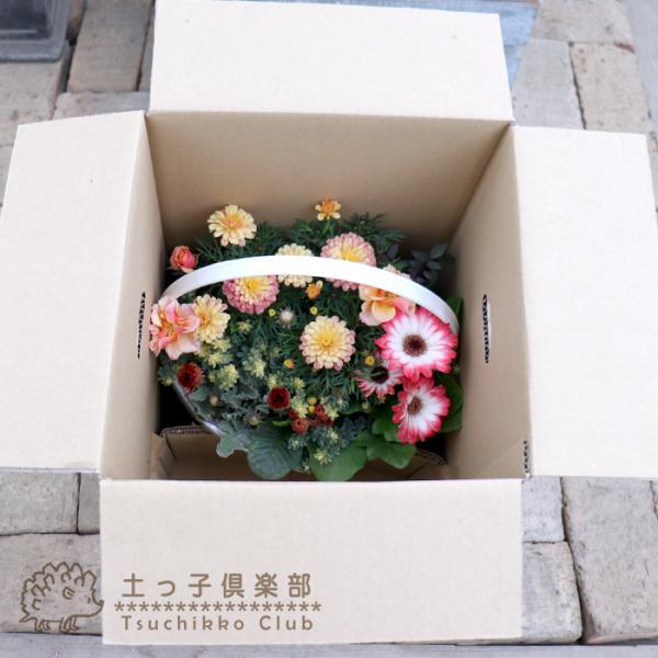色を感じる季節の寄せ植え 〜 春 ver. 【 送料無料 】【 選べる3タイプ