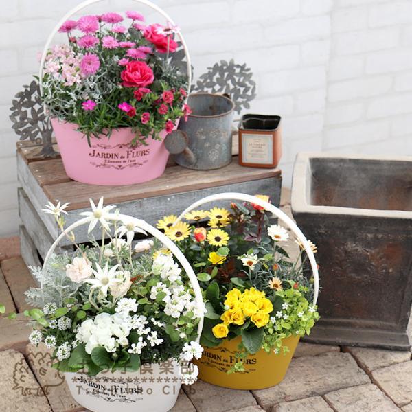 色を感じる季節の寄せ植え 〜 春 ver. 【 送料無料 】【 選べる3タイプ