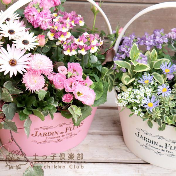 色を感じる季節の寄せ植え 〜 春 ver. 【 送料無料 】【 選べる3タイプ