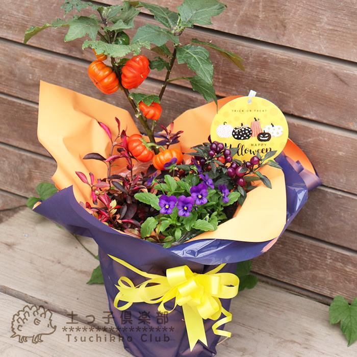 ハロウィン】 パンプキン かぼちゃイベント 寄せ植え ラッピング付き