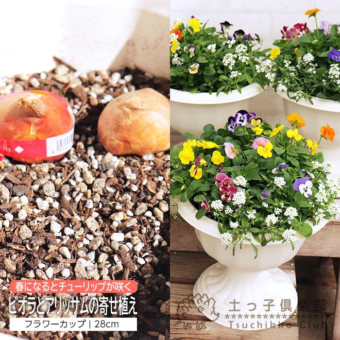 ビオラ と アリッサム の 寄せ植えフラワーカップ ( 隠し チューリップ
