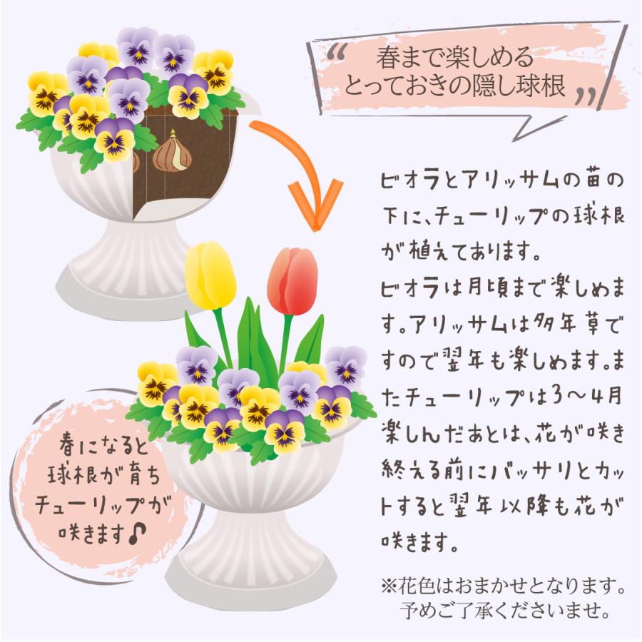 ビオラ と アリッサム の 寄せ植えフラワーカップ ( 隠し チューリップ