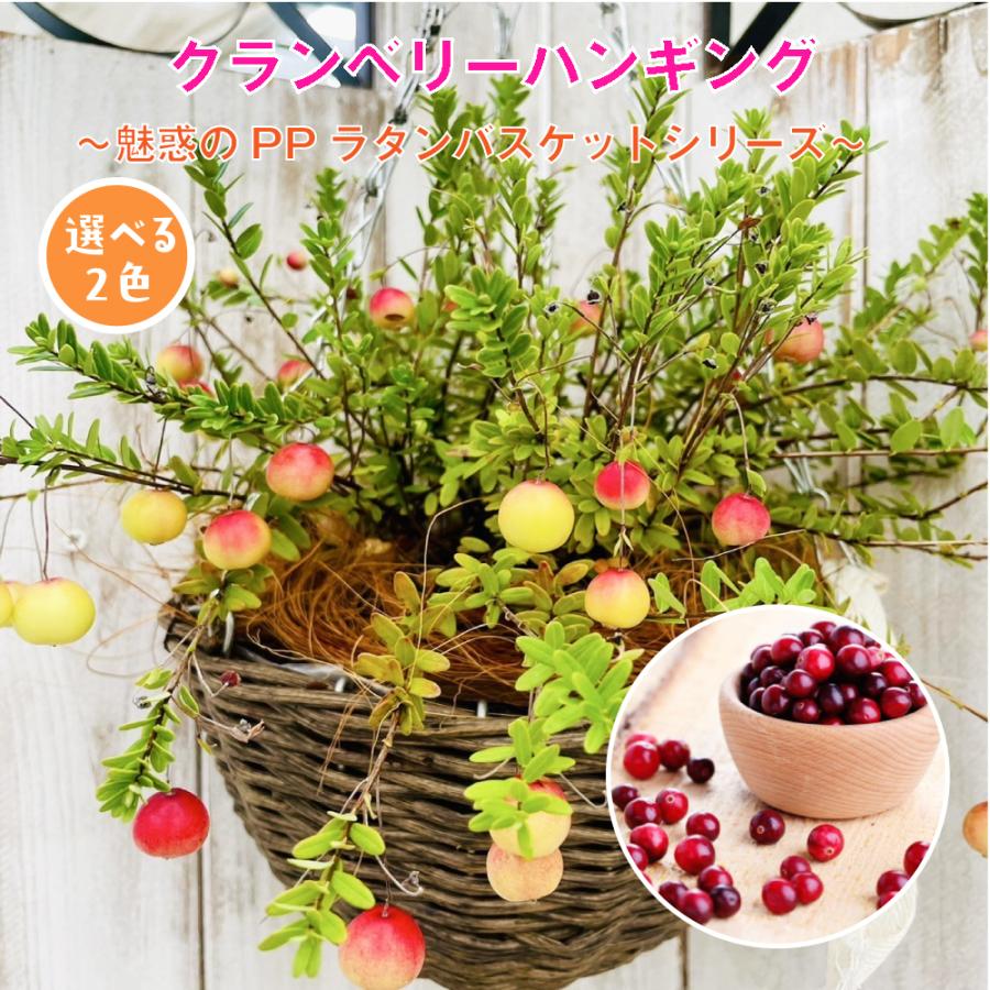 クランベリー苗　かわいいお庭 クランベリー ハンギング【選べる2色】〜魅惑のPPラタンバスケット