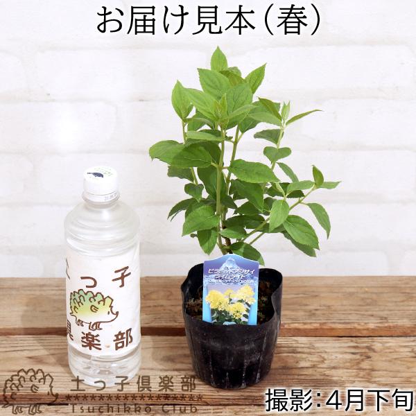 ピラミッドアジサイ 『 ライムライト 』 10.5cmポット苗 : 花と緑の