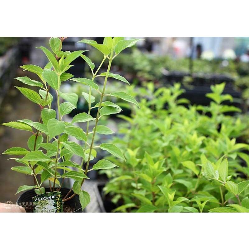 ピラミッドアジサイ ライムライト 10 5cmポット苗 H 0 10 花と緑の専門店 土っ子倶楽部 通販 Yahoo ショッピング