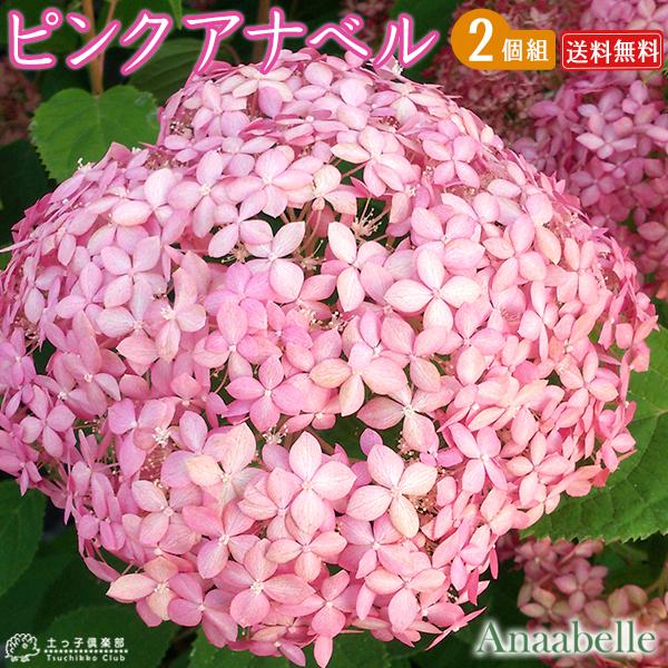 アジサイ 『 ピンクアナベル 』 2個セット （ 送料無料 ） 10.5cmポット苗｜produce87